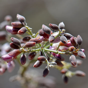 Desert Ironwood is “Salvaged Assessed, Harvest Restricted” in Arizona; A permit from the Department of Agriculture in necessary to transport this plant off private property. Olneya tesota 